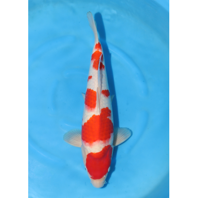 KGE.84 MARUTEN KOHAKU KGE.84 MARUTEN KOHAKU